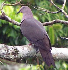 Columba plumbea